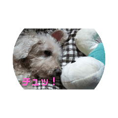 [LINEスタンプ] ハウオリスタンプ♪