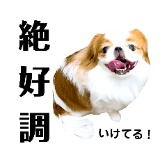 [LINEスタンプ] さぁちんファミリー