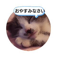 [LINEスタンプ] あにまるペット1