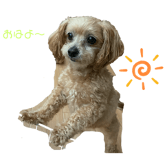 [LINEスタンプ] 『犬写真』咲先輩 第1弾