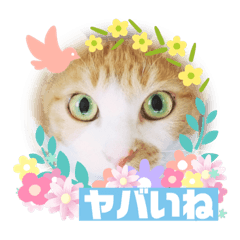 [LINEスタンプ] ネコスタンプス