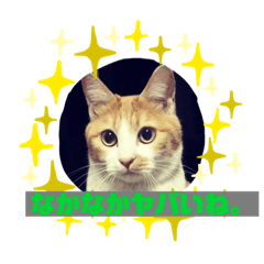 [LINEスタンプ] cat's chat.