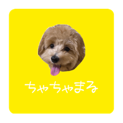 [LINEスタンプ] マルプー茶々丸2
