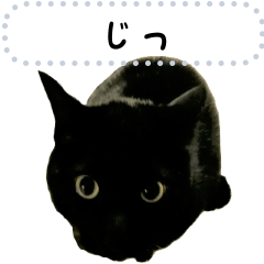 [LINEスタンプ] くろねこ 写真 メッセージスタンプ