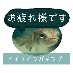 [LINEスタンプ] 【敬語】フグ目スタンプ！！