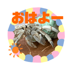 [LINEスタンプ] オカヤドカリのパタ子