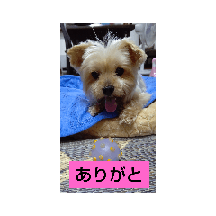 [LINEスタンプ] さくらとひめsakurahime