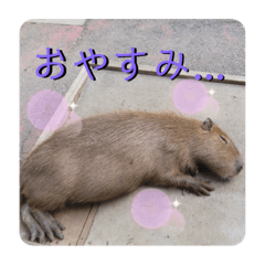 [LINEスタンプ] アニマルミックススタンプ〜お眠り動物達〜の画像（メイン）