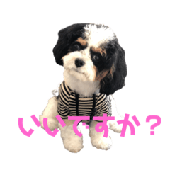 [LINEスタンプ] じろ(262)