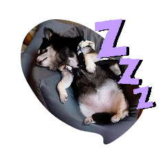 [LINEスタンプ] チワワ メメちゃん達