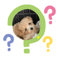 [LINEスタンプ] 可愛いワンコ挨拶スタンプ
