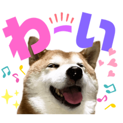 [LINEスタンプ] 柴犬もものすけ☆でか文字