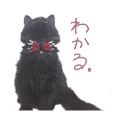 [LINEスタンプ] 黒猫すたんぷ_よる