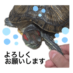 [LINEスタンプ] のんちゃんの使える日常スタンプ