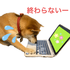 [LINEスタンプ] 柴犬 モコにょんの日常