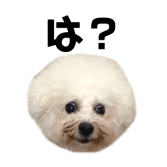 [LINEスタンプ] ビションフリーゼ もなか