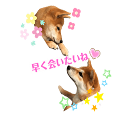 [LINEスタンプ] 柴犬がんもとりくの日常