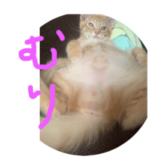 [LINEスタンプ] みそしるとびび