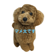 [LINEスタンプ] 我が家のマメ太君