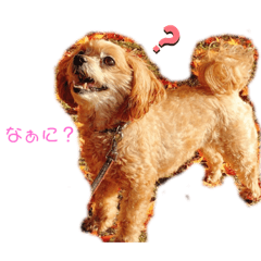 [LINEスタンプ] 『犬写真』咲先輩 第2弾