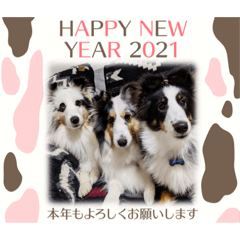 [LINEスタンプ] シェルティ HappyNEWyear 2021
