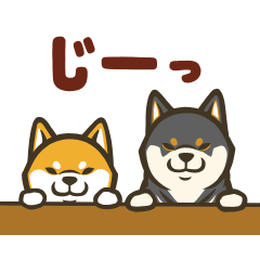 [LINEスタンプ] なかよし柴犬の日常会話スタンプ