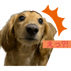[LINEスタンプ] ルークのスタンプ第二弾