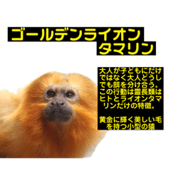 [LINEスタンプ] 猿大図鑑！