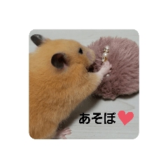 [LINEスタンプ] キンクマのこてつスタンプ！