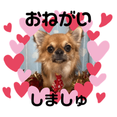 [LINEスタンプ] おひげのチワワ