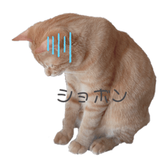 [LINEスタンプ] 可愛すぎるねこさん