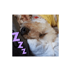 [LINEスタンプ] まぶすけと