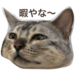 [LINEスタンプ] あつろう^._.^スタンプ