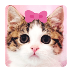 [LINEスタンプ] 柚子猫ちゃん