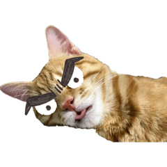 [LINEスタンプ] キャラ濃いめ猫