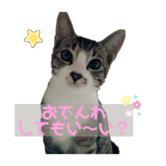 [LINEスタンプ] キジ白シャムMIX うにまろの生活2