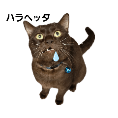 [LINEスタンプ] akisスタンプ