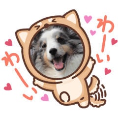 [LINEスタンプ] コリーシェルティで行ってみよ〜❤
