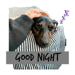 [LINEスタンプ] ミニピンaceの日常 3