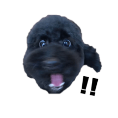 [LINEスタンプ] はっぴーもっぴースタンプ