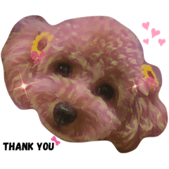 [LINEスタンプ] my pet tia roa shin