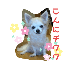 [LINEスタンプ] チワわんこのスタンプ