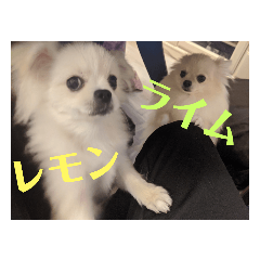 [LINEスタンプ] かわいいわんこスタンプ2