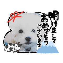 [LINEスタンプ] トイプー クルミの画像（メイン）