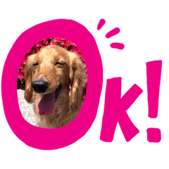 [LINEスタンプ] 我が家のおじいちゃん犬.クリ