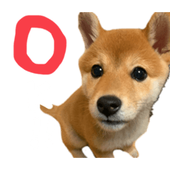 [LINEスタンプ] きなこのすたんぷ、①
