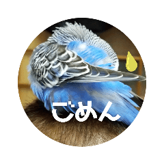[LINEスタンプ] うちのインコ伝言