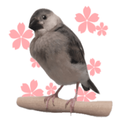 [LINEスタンプ] ベビーまめもち