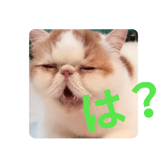 [LINEスタンプ] いぬねこスタンプ うに。いくら。わかめ。