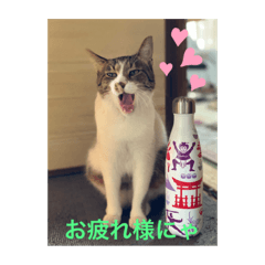 [LINEスタンプ] キジ白サンちゃん